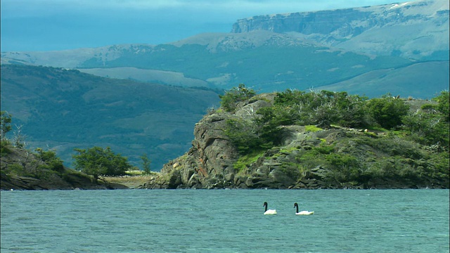 两只黑颈天鹅(Cygnus melancoryphus)在智利巴塔哥尼亚Torres del Paine国家公园的山地景观湖中视频素材