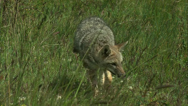 阿根廷灰狐(Pseudalopex griseus)风吹草地，托雷斯德尔潘恩国家公园，巴塔哥尼亚，智利视频素材