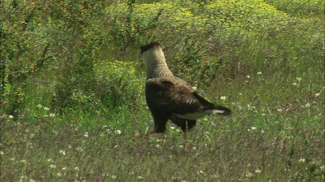 MS, PAN, Crested Caracara (Polyborus plancus)行走在草地上，巴塔哥尼亚，阿根廷视频素材