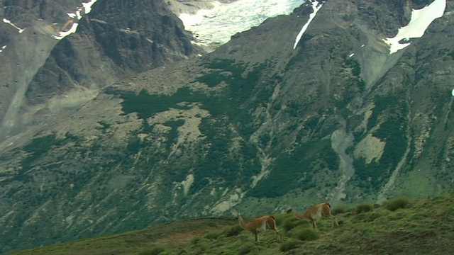 TS, WS, Guanacos (Lama guanicoe)在山区景观，巴塔哥尼亚，阿根廷视频素材