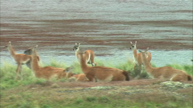 MS, TS, Guanacos(喇嘛guanicoe)在场上奔跑，巴塔哥尼亚，阿根廷视频素材