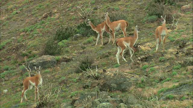 阿根廷巴塔哥尼亚山坡上的一群Guanacos (Lama guanicoe)视频素材