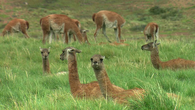 阿根廷巴塔哥尼亚草地上的Guanacos (Lama guanicoe)视频素材