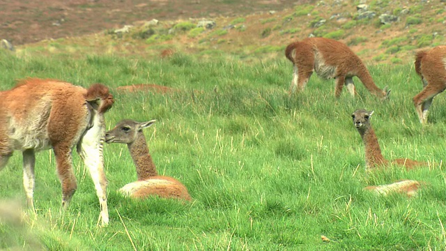 阿根廷巴塔哥尼亚草地上的一群Guanacos (Lama guanicoe)视频素材