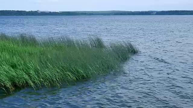 小芦苇在池塘的水。视频素材