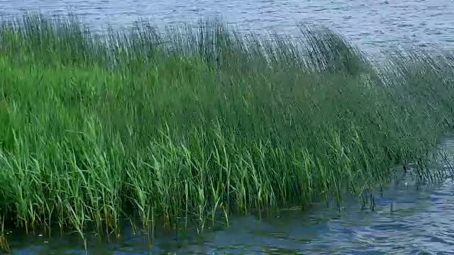 小芦苇在池塘的水。视频素材