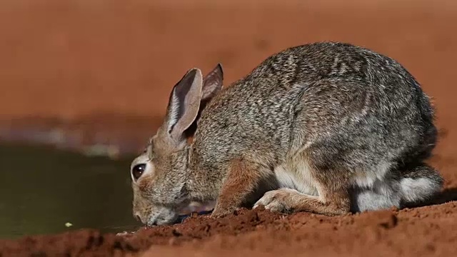 口渴的兔子视频素材