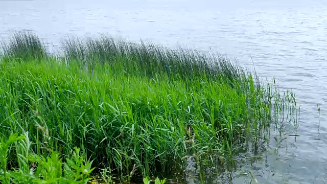 小芦苇在池塘的水。视频素材