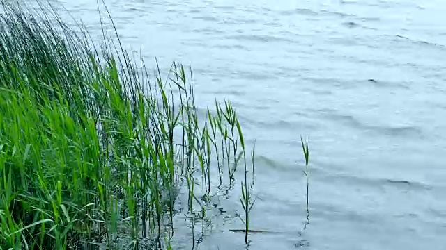 小芦苇在池塘的水。视频素材