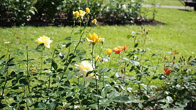 花园里有黄玫瑰花视频素材