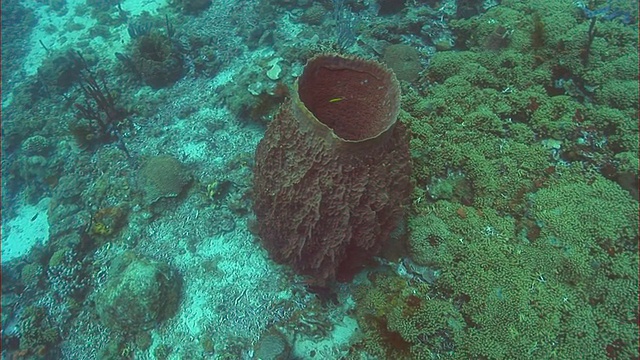 WS, CU，大型海绵和珊瑚礁，圣卢西亚视频素材