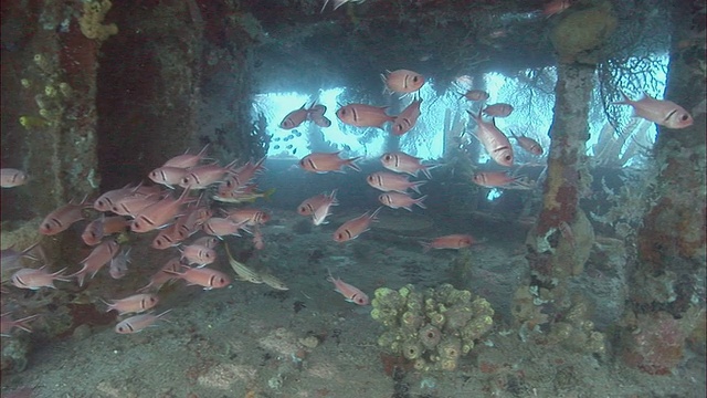 圣卢西亚，黑坝士兵鱼(Myripristis jacobus)和女潜水员在被珊瑚覆盖的沉船周围游泳视频素材