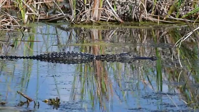 鳄鱼游泳视频下载