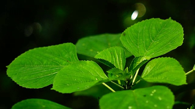 慢镜头水滴在绿叶上视频素材