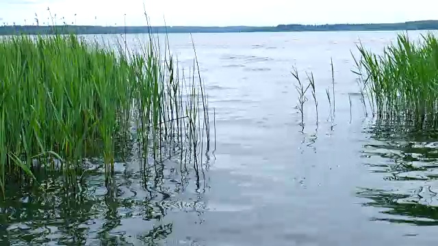 小芦苇在池塘的水。视频素材