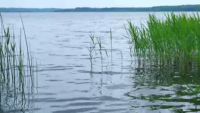 小芦苇在池塘的水。视频素材