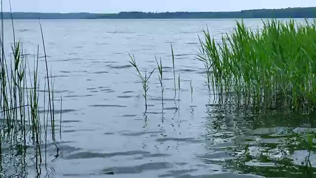 小芦苇在池塘的水。视频素材