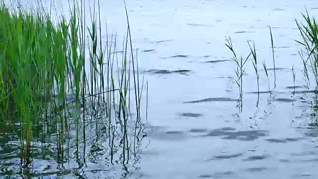 小芦苇在池塘的水。视频素材