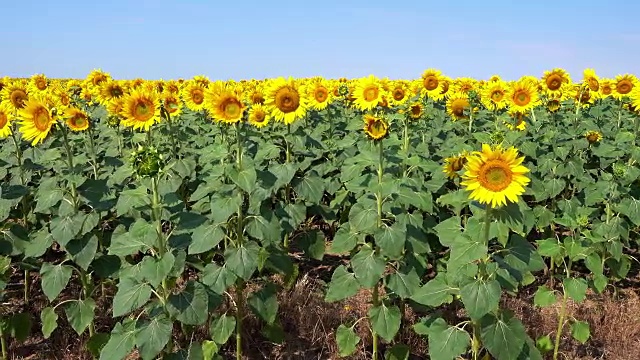 向日葵田视频下载