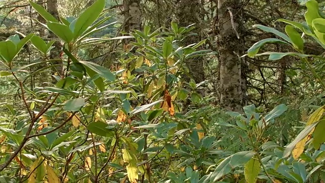 野生杜鹃花森林秋天镜湖，胡德山，俄勒冈州喀斯喀特11视频素材