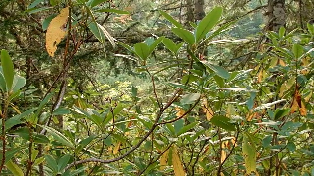 野生杜鹃花林2镜子湖，胡德山，俄勒冈州喀斯喀特2视频素材