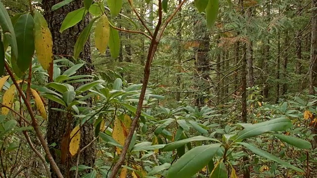 野生杜鹃花林镜湖，胡德山，俄勒冈州喀斯喀特视频素材