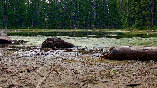 小森林湖宽隐藏沼泽俄勒冈州喀斯喀特椭圆形湖胡德山国家森林01视频素材