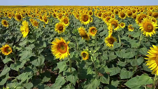 向日葵田视频下载