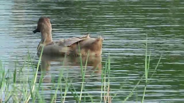 鸭子在水里游泳视频下载