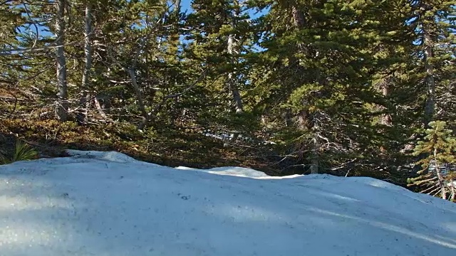 俄勒冈州胡德山森林中的春季融雪视频素材