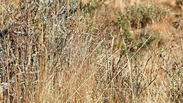 Malhuer野生动物保护区附近的钻石Steens山视频素材