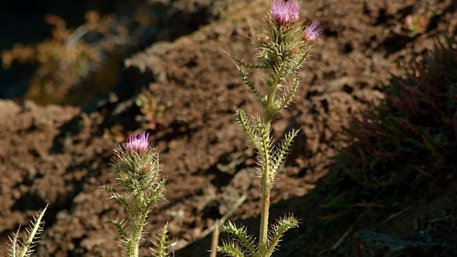 马勒尔野生动物保护区附近的斯滕斯山视频素材