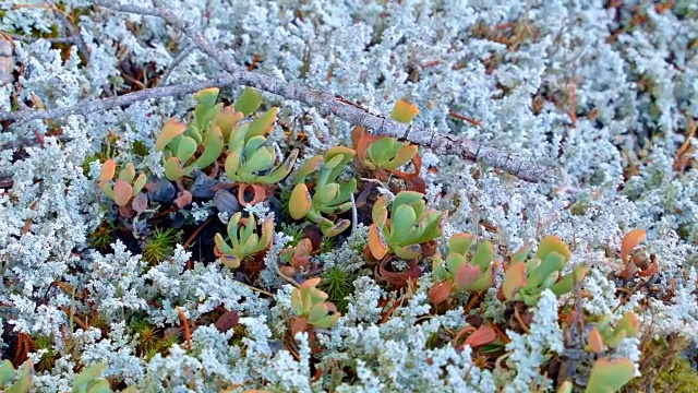 大型地衣和彩色植物麦肯齐河谷俄勒冈34视频素材