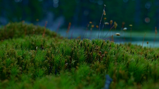 在黄昏的宏观苔藓隐藏沼泽俄勒冈瀑布椭圆形湖胡德山国家森林08视频素材