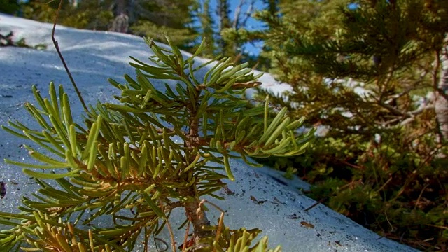 春季运动控制胡德山俄勒冈州喀斯喀特山脉融雪中的宏观完美树苗视频素材