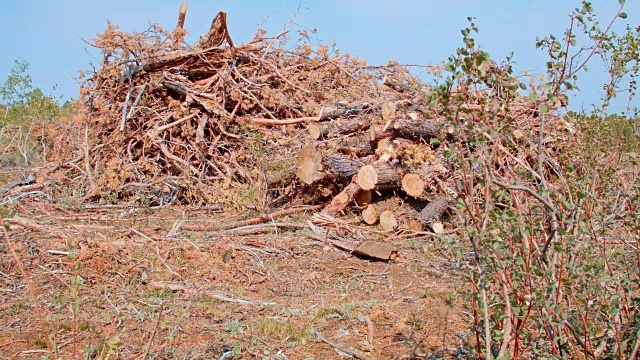 Juniper伐木刷桩原木Steens山俄勒冈6视频素材