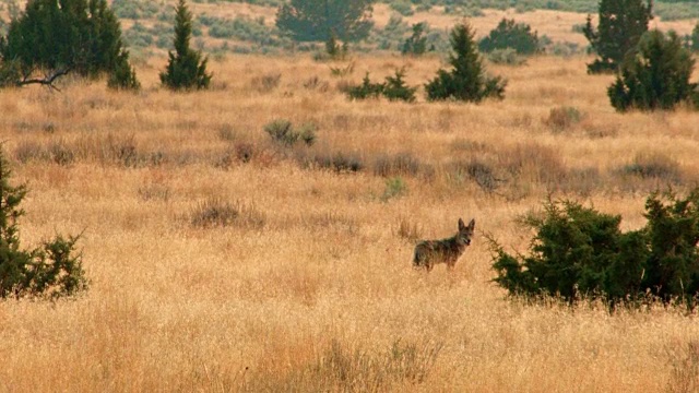 狩猎和跟踪在沙漠狼Steens山附近的马尔胡尔野生动物保护区视频素材