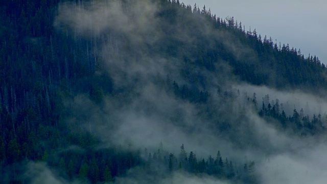 飘浮在树木上的雾倒伏在俄勒冈州胡德山上视频素材