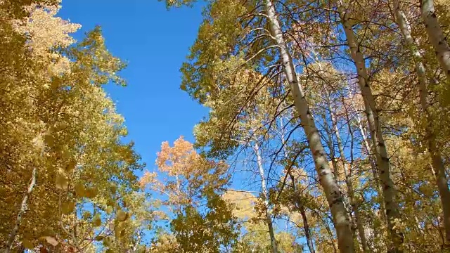 倒下的树木白杨树Steens山附近的马尔胡尔野生动物保护区视频素材