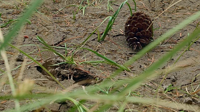 鹿的足迹在泥和松果隐藏沼泽俄勒冈瀑布椭圆形湖胡德山国家森林277视频素材