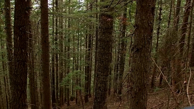 黑暗不祥的森林镜湖，俄勒冈州胡德山视频素材