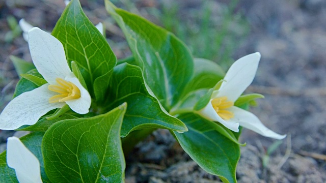 黎明Macro White Trillium Tri Flower桔梗在春季森林草原1山胡德春森林俄勒冈喀斯喀特山脉视频素材