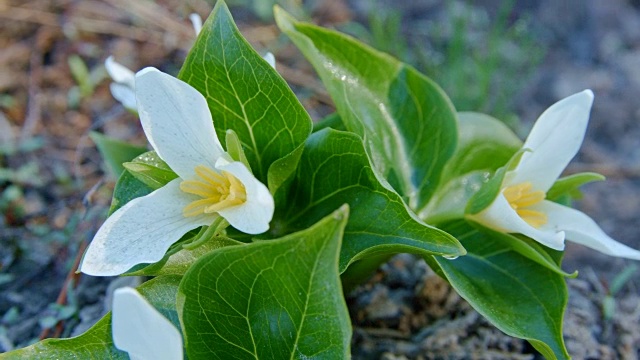 黎明Macro White Trillium Tri Flower桔梗在春季森林草原2山胡德春森林俄勒冈喀斯喀特山脉视频素材