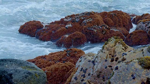 夏威夷考艾岛，黎明的海浪冲击着熔岩海藻视频素材