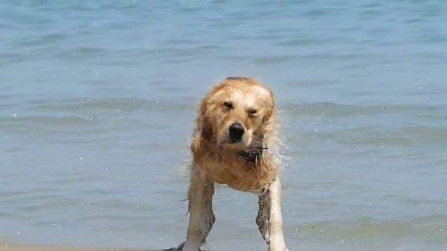 狗在海滩上奔跑视频素材