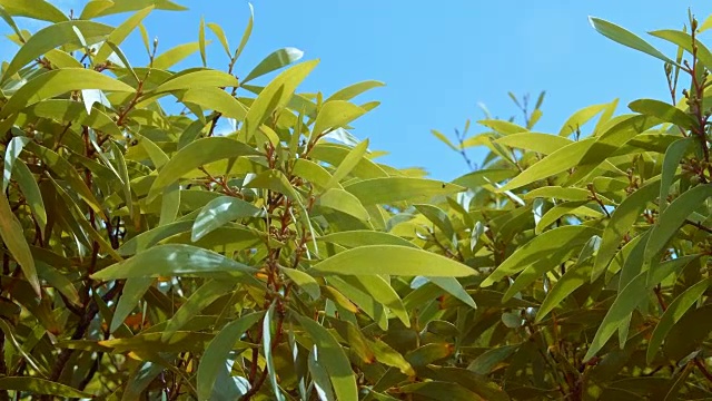 夏威夷考艾岛的热带灌木和天空视频素材