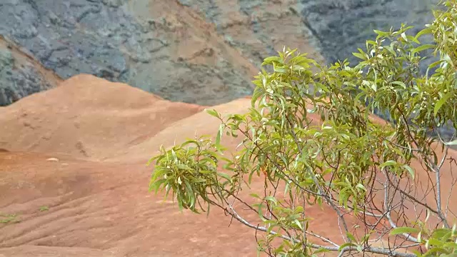 夏威夷考艾岛威美亚峡谷热带灌木和红土视频素材