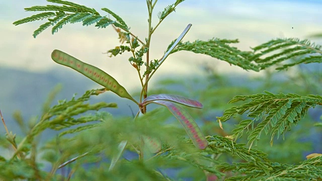 夏威夷考艾岛的热带植物视频素材