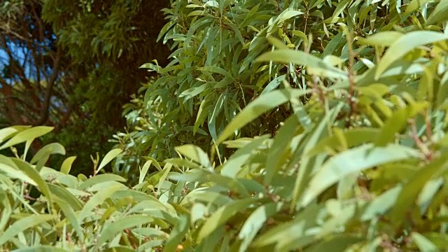 夏威夷考艾岛的热带灌木视频素材