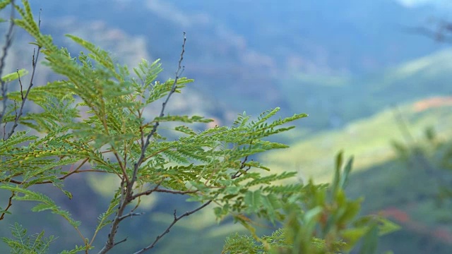 夏威夷考艾岛威美亚河峡谷下的热带植物视频素材